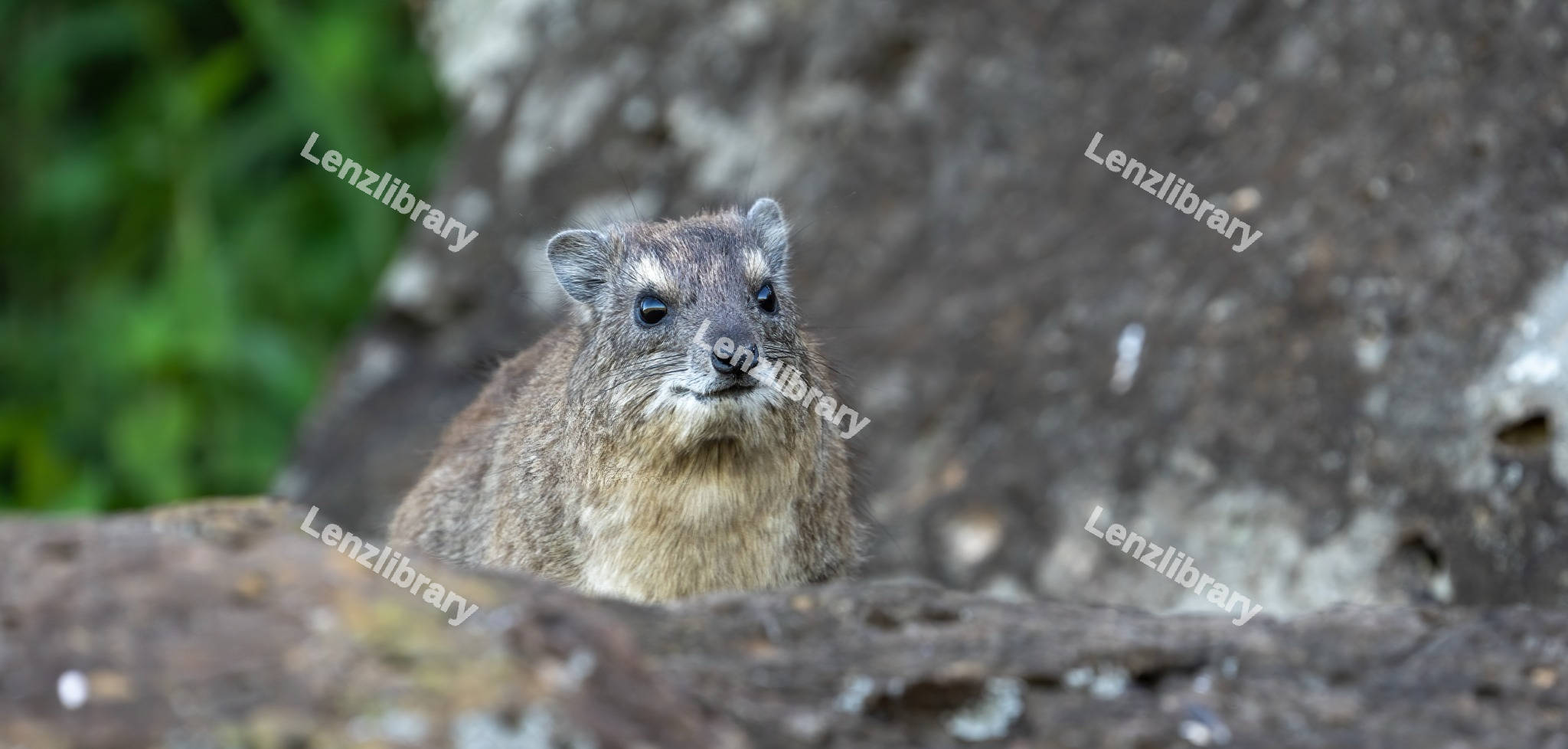 Rock Hyrax